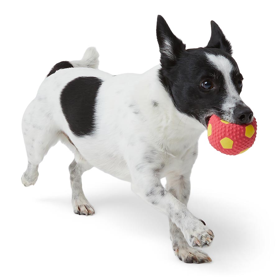 Latex Squeaky Ball for Small Dogs – Fun & Durable Pet Toy